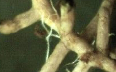 Soil Best - BioMyTree .001