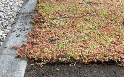 Greenmakers vegetatiemat header