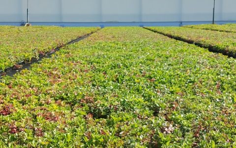 Sedum pluggenmix header