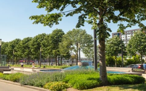 Ebben-laanbomen-header