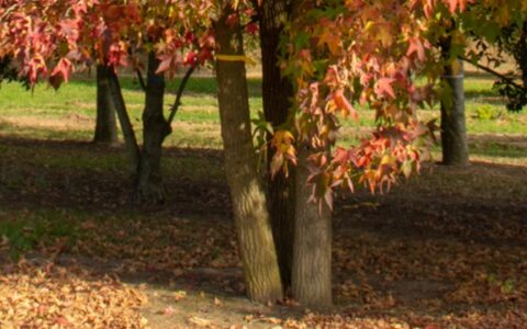 Ebben - meerstammig -header